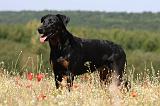 BEAUCERON 729